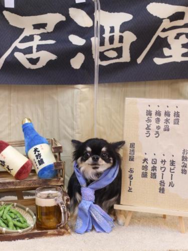 20240615プリンちゃん